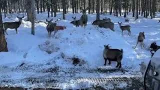 More goats and deer after a snow storm (evening) CLOSE up