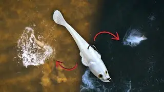 Top Water Flathead On A Top Water Flathead?!