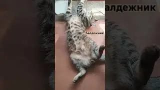 Довольный сонный кот #music #live #кот #cat #sweetanimalchannel #automobile #котик #sweet #sweetbaby