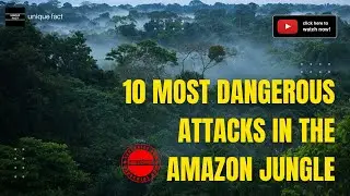 Surviving the Amazon Jungle: Top 10 Most Dangerous Animal Attacks