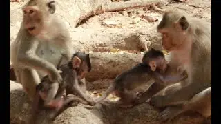 How To See Monkey Nathan And Mum Bonita Monkey Amber Group
