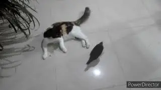 cat vs bird battle #fun #tripleS #catandbird #neko