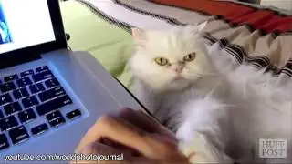 Cats train their human servants