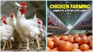 Chicken Farming - Complete Guide
