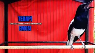 PANCINGAN KACER bahan SUSAH bunyi, KACER GACOR NGEPLONG bikin KACER MANAPUN ikut GACOR