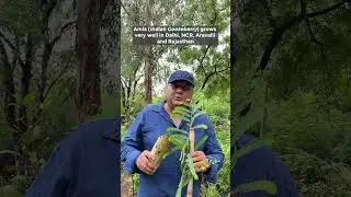 Plant Amla (Indian Gooseberry) in your Gardens