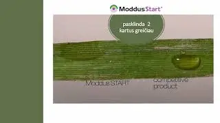 Kodėl augimo reguliatorius Moddus Start kitoks?