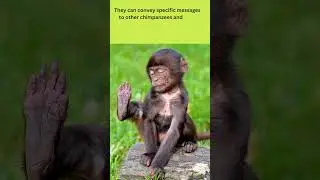 Communication skill of Chimpanzee #amazingfact #chimpanzee #chimpanzees