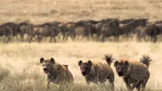 NDUTU