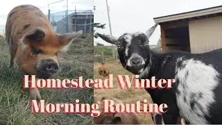 Homestead Winter Morning Routine | Homestead Chores