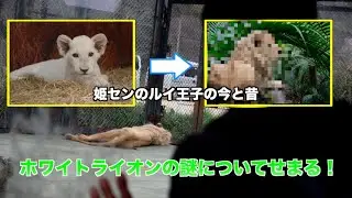 【ホワイトライオン】姫センのルイくんに数年ぶりに会ってみた！