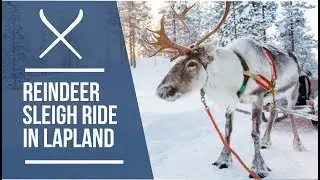 Reindeer Sleigh Rides on Lapland holidays | Iglu Ski