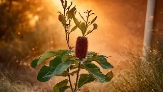 把“丑墩墩”变成荒废派艺术：大叶山龙眼（Banksia Robur ）