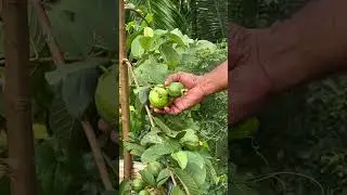 #gardening #terracegarden #plantgrowth #farming #plantpropagation #kilopera