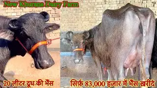 20 लीटर दूध तैयार की भैंस ✅ सिर्फ 83,000 हजार में भैंस 🏆10 Buffalo For Sale 😱ट्रांसपोर्ट फ़्री #bull