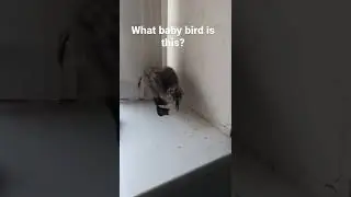 Found this baby today. Any advice? #babybird #birdlovers #birdwatching #babyanimal #seagull ?