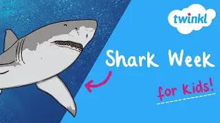 🦈 Shark Week for Kids | 20-26 July | Fun Facts About Sharks | Learn About Sharks | Twinkl USA