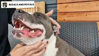 How to tape Staffordshire Bull Terrier's ears