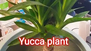 Yucca plant benefits clean the air filter 