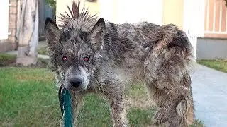 10 Animal Hybrids You Must See