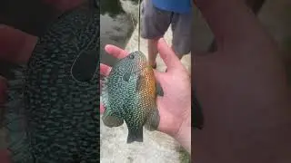 Longear sunfish colors are amazing #fishing #fishingshorts  #outdoors #shorts