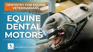 Equine Dental Motors: Milwaukee vs Carbide Products Compared