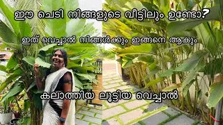 കലാത്തിയ ചെടിയെക്കുറിച്ച് എന്തെല്ലാം സംശയങ്ങളാണ്? മറുപടി വേണ്ടേ?