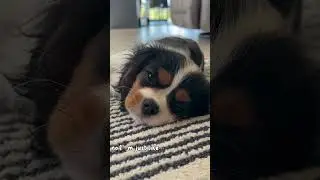 Cavalier King Charles Spaniel puppy falling asleep 💤 #cavalierkingcharlesspaniel #cavalier #luna