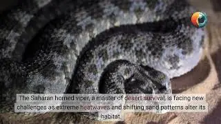 25 Snake Species at Risk of Extinction Due to Climate Change