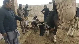 مسل ویکنس کیسے ٹھیک کیا جا سکتا ہے