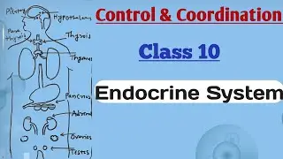 class 10 | Control & Coordination | Endocrine System