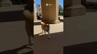 👉 Shiba Inu&rsquo;s Epic Run at UQ Campus 🐕 | Fun Campus Adventure #ShibaInu #CampusLife #CuteDogs