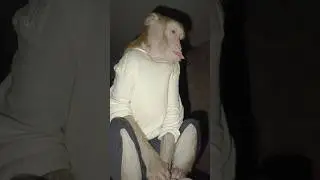 Спасибо всем, кто нам мешает,Кто нам намеренно вредит #животные #macaque #обезьяна #petmonkey #pets