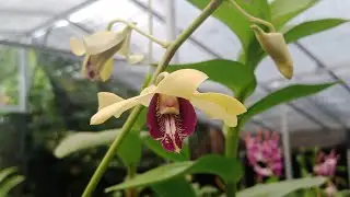 Live anggrek dendrobium bunga cakep harga promo