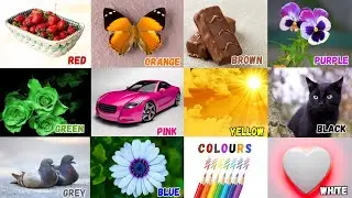 We Love All the Colors|Learn Red ,Blue, Green & Pink Colors|Nursery Rhymes & Kids Songs #LearnColors