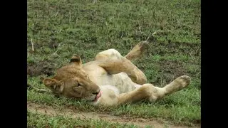 5 Things Everyone Gets Wrong About Lion of Mikumi National Park
