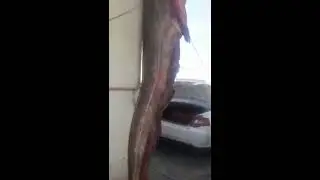 Сом, Узбекистан, Хорезм,