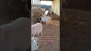 #maremma #sheep #katahdin/st.croix/dorpercoss #livestockguardiandog