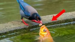 Animals Helping Each Other In Ways You Never Expected!❤️