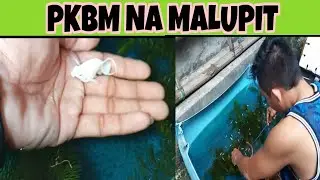 PKBM (Munting BACKYARD pero lulupit ng alaga nya.)