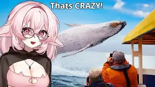 Deu Reacts to Craziest Animal Encounters of All Time by Daily Dose of Internet