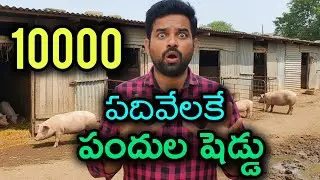 HOW TO START A LOW-COST PIG FARM BUSINESS/HOW TO START A PIG FARM FOR UNDER $1000/LOW BUDGET FARM