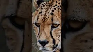 🐆✨ The Intense Gaze of the Cheetah &ndash; Nature&rsquo;s Fastest Predator!