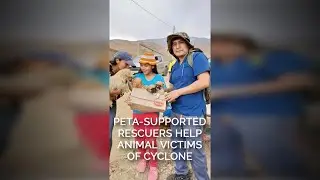 PETA-Supported Rescuers Help Animal Victims of Cyclone Yaku in Peru