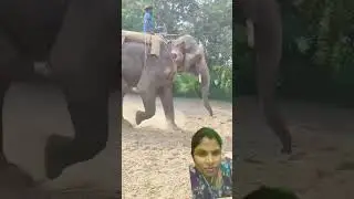 ##elephant bhag raha hai kaise