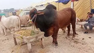 PALBA CATTLE SHOW IN PUNJAB ( RAHIM YAR KHAN || Biggest Holstein Bull in tha world December 1, 2023