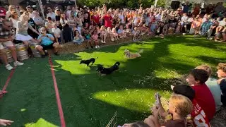 Crooked Can: Wiener Races 2024