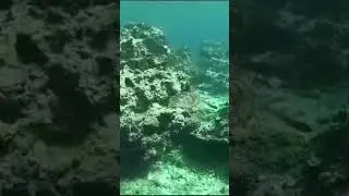 Amazing turtle 🐢 spotting at Paradise dive site #turtle #divesite #dive #scubadiving #cyprus #ocean