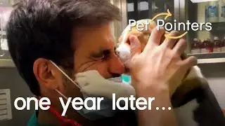 Pets and Covid 1 Year Later | Pet Pointers