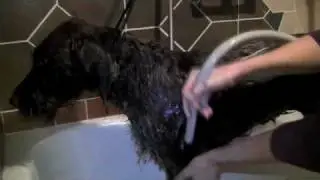 Bathing your Griffon - Part One - Griffonpoint Wirehaired Pointing Griffons